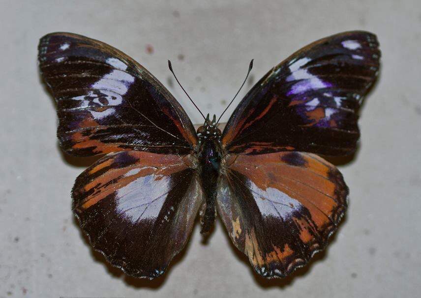 Hypolimnas bolina (mosaic gynandromorph, Pietermariztburg, 1960s) (Internet Image property of respective owner, non-commercial use only)